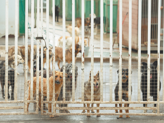 Закон о регистрации домашних животных опять не готов в срок
