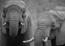 Экологи назвали причину вымирания слонов в Эфиопии