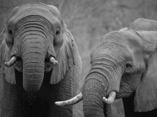 Экологи назвали причину вымирания слонов в Эфиопии