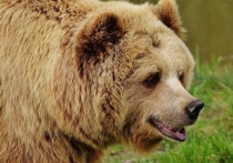 Медведь, который напал и тяжело ранил женщину в Артеме (Приморский край), также ранил егеря