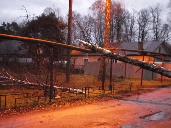В Калуге несколько домов остались без горячей воды из-за упавшего дерева