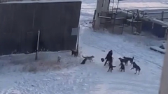 В Якутске стая бездомных собак напала на женщину: видео