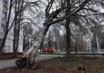 С 29 ноября в Белгородской области непогода: местами идет дождь, порывы ветра достигают 20 м/с