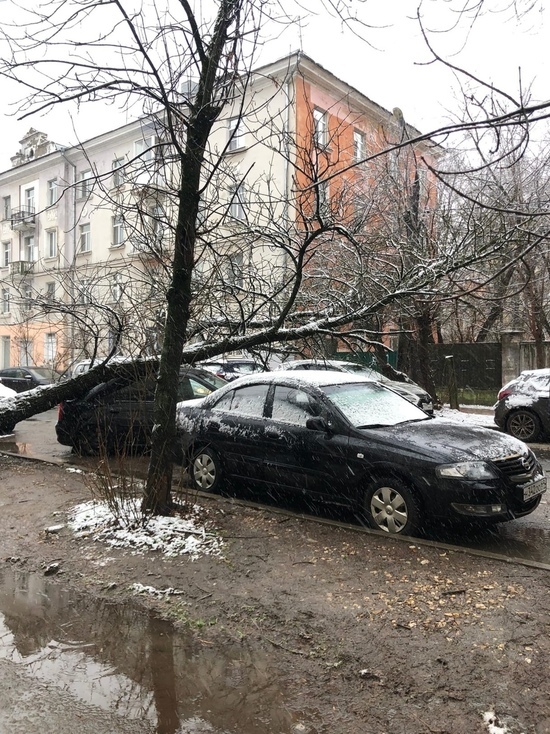 В Твери на автомобиль упало дерево