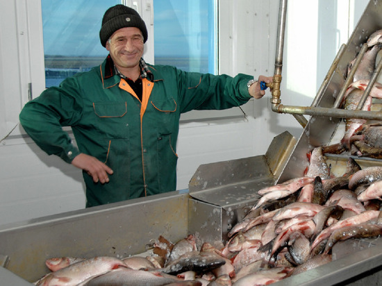 Процедура станет проще: единый порядок господдержки заработает для рыбодобывающих компаний Ямала