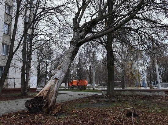 Сильный ветер повалил в Белгороде несколько деревьев и оборвал электропровод