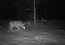 Видеоловушка в килемарском лесу сняла ночной визит волков.