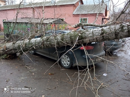 В Тульской области два автомобиля пострадали от падения деревьев