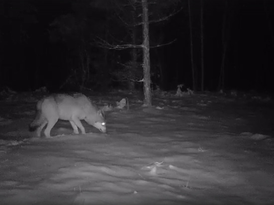 Видеокамера засняла в лесу Марий Эл стаю волков
