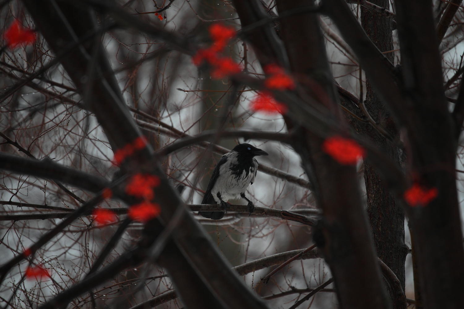 11 30 30 ноября. Фото погодных аномалий зима. Сад зимой татар информ.