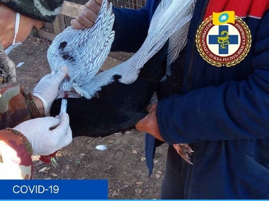 В Калмыкии снят карантин по птичьему гриппу