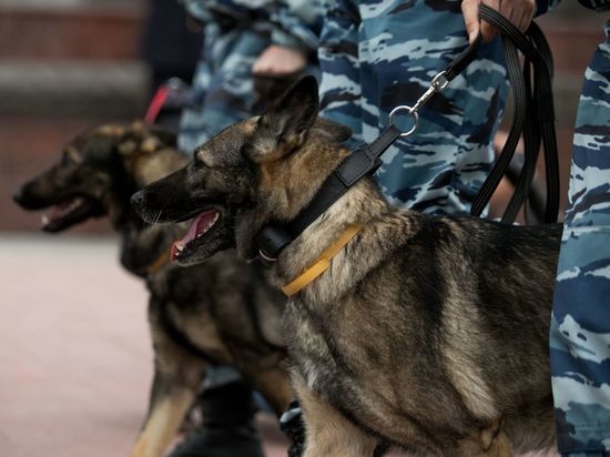 В автомобиле калининградского риэлтора обнаружили наркотики