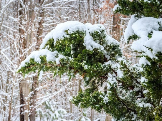В первый день зимы в Белгородской области выпадет снег