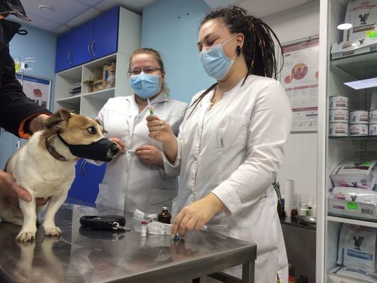 Наталья Гусева: «Чтобы открыть ветеринарную клинику, нужно быть профессионалом своего дела»