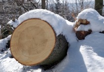 Прокуратура Верхнекетского района Томской области добилась возбуждения уголовного дела о незаконной рубке леса в особо крупном размере.