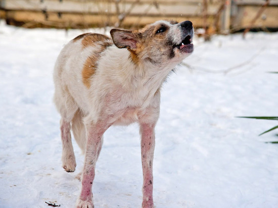 Астраханцам предложили сомнительное решение «собачьего кризиса»