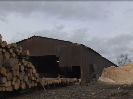 В Ивановской области банда «черных» лесорубов вырубили деревья на 6 млн рублей