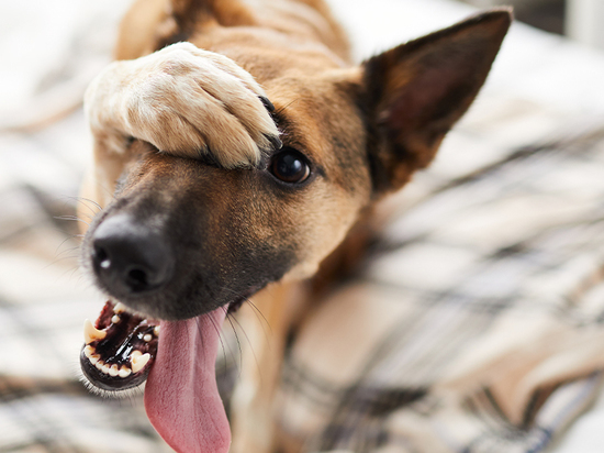 Кинологи рассказали могут ли собаки испытывать чувство вины