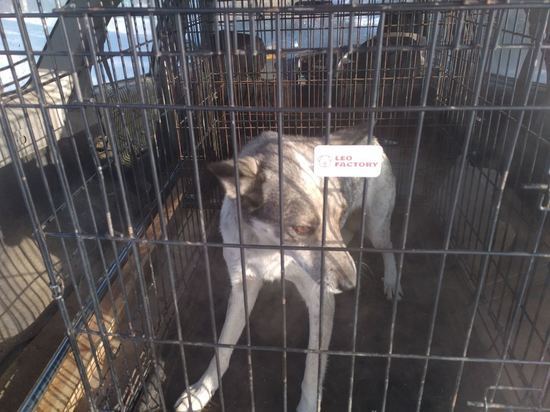 В Улан-Удэ поймали вторую собаку, напавшую на школьницу