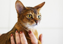 Названы шесть пород кошек, которые особенно любят сидеть на руках у человека, пишет koteiki