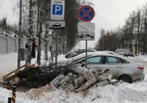 Петрозаводская администрация распорядилась снести молодые деревья, зачем - пока непонятно