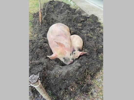 В Брянске заметили замерзающих на улице свиней