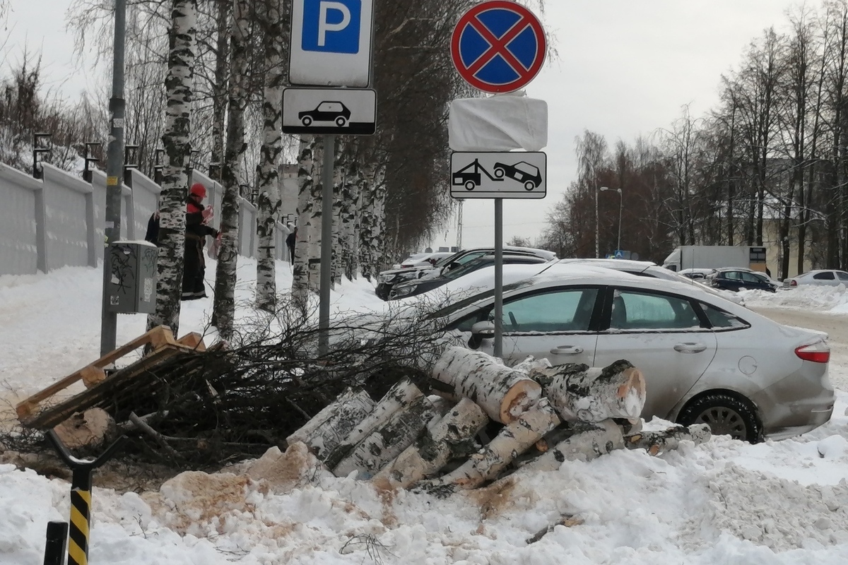 В Петрозаводске спиливают 10-летние березки - МК Карелия