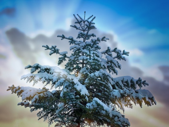 В Пензенской области в декабре будут охранять хвойные деревья от рубки