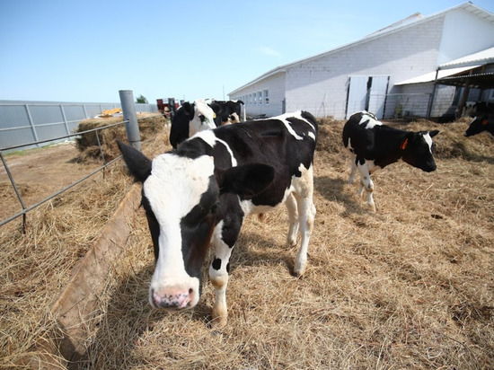 В Астраханской области произошло 28 ДТП из-за коров