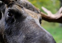 Республиканский Совет по охоте одобрил распределение лицензий на лося в Карелии по жребию