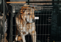 В поселках Восточный и Загорск в Улан-Удэ начали массовый отлов собак