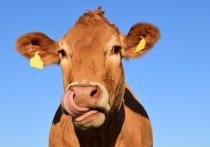 В Красноярском крае нет запрета на убой скота на частных подворьях