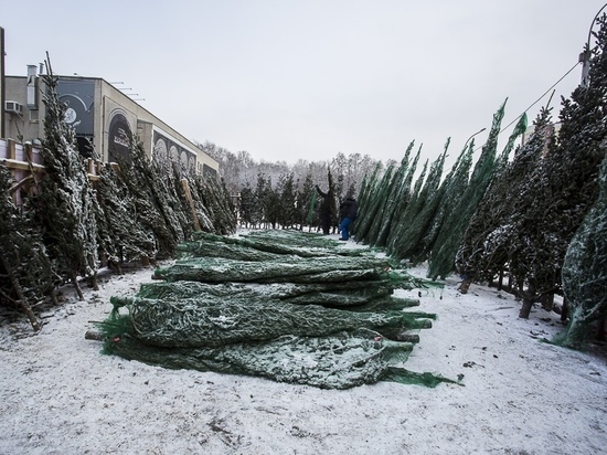 Новогоднюю елку из 250 деревьев устанавливают в омском парке 30-летия ВЛКСМ