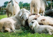 22-летний житель закрытого города Железногорска в Красноярском крае решил стать инвестором и вложился в стадо овец