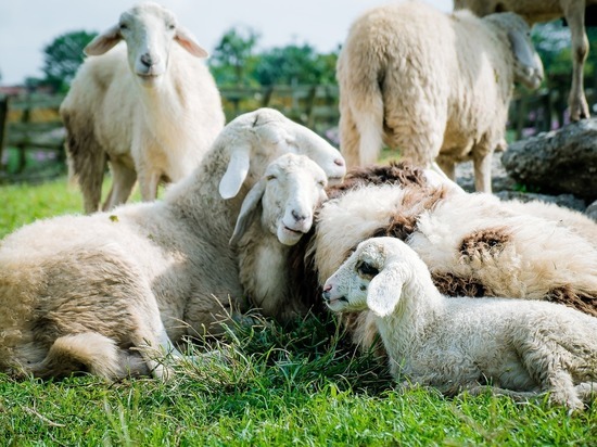 Житель Красноярского края отдал мошеннику 100 тысяч на разведение овец