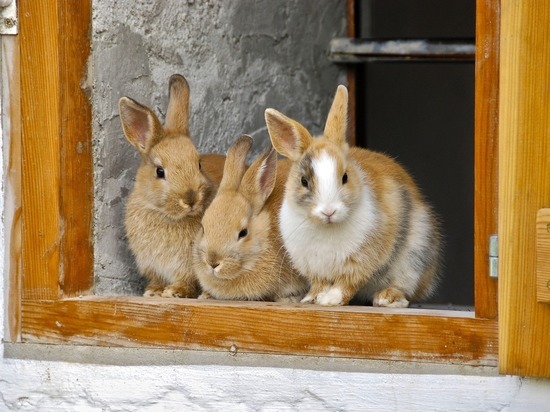 В ЛНР при пожаре погибли кролики