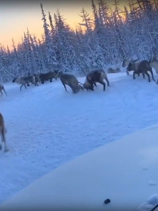Скрестили рога: автомобилист снял на камеру оленьи разборки на трассе Ямала