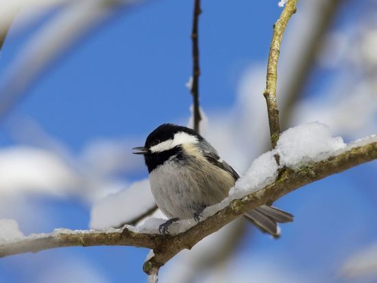 «Птицам нельзя давать ничего сладкого»: какие продукты опасны для здоровья птиц