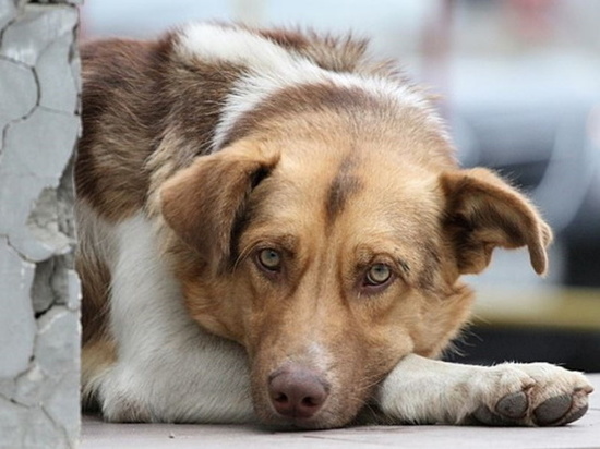 В Заполярье более 200 собак, ищущих хозяев, простерилизуют бесплатно