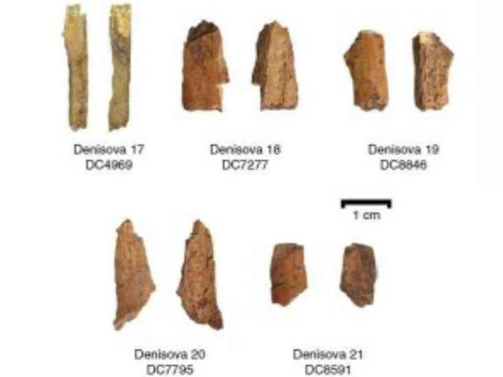 На Алтае найдены самые древние останки денисовцев и следы их культуры