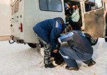 Благодаря массовой акции в микрорайонах Загорск и Восточный столицы Бурятии отловили 17 безнадзорных животных