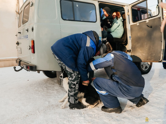 В Улан-Удэ при облаве изловили 17 бездомных псов