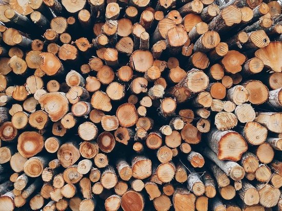 Жителям Алтайского края предлагают бесплатно забрать сухие деревья на дрова