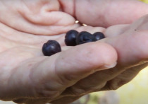 Амурский бархат – русская ягода, которую на известной китайской платформе Sohu назвали средством от ряда болезней