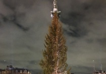 В Лондоне на Трафальгарской площади установили главную рождественскую елку страны, ее привезли из Норвегии, сообщают СМИ страны