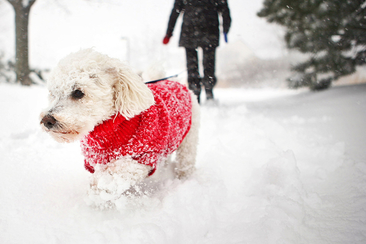 Кинологи рассказали как сделать зимнюю прогулку с собакой безопасной