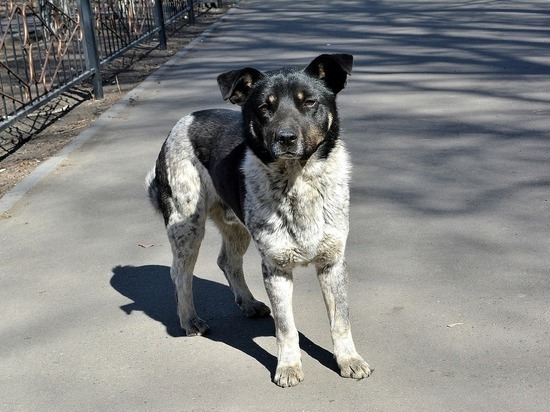 В Азове для бездомных собак провели разъяснительные беседы