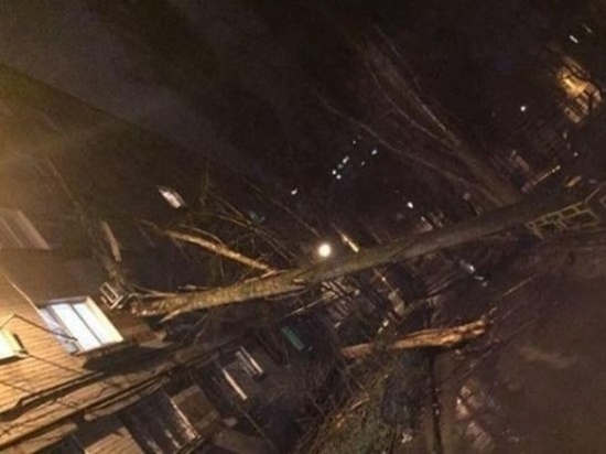 Упавшее в Ростове аварийное дерево оборвало провода и сломало два балкона