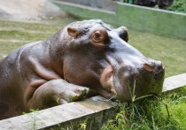 В зоопарке Антверпена подтвержден коронавирус у двух бегемотов