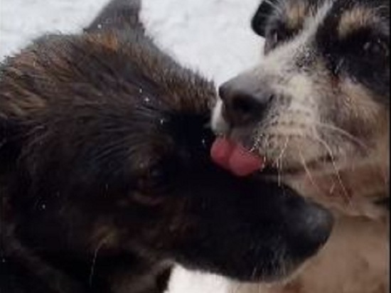 Как ревнивый муж: трогательную историю любви двух собак рассказали в городском приюте Новосибирска